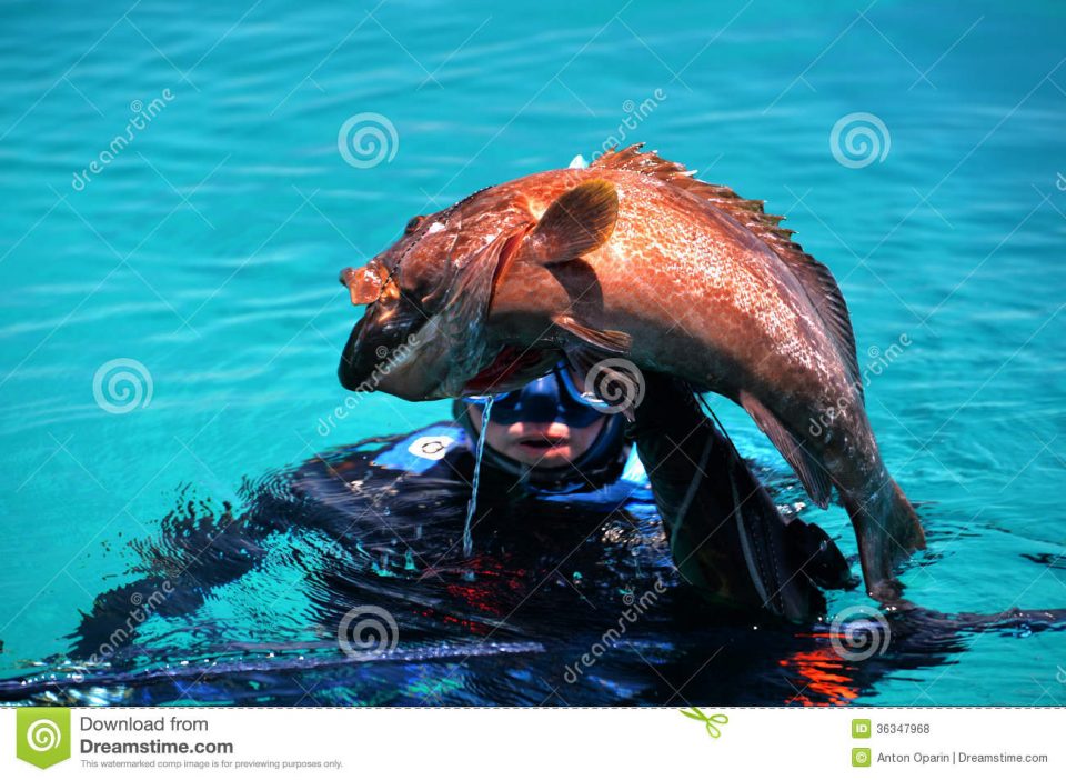 Diver Caught Black Grouper Fish Speargun 36347968