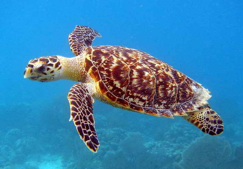 Hawksbill Sea Turtle Eretmochelys Imbricata Scuba Diving Canary Islands Atlantic Tenerife Gran Canaria Fuerteventura Lanzarote1