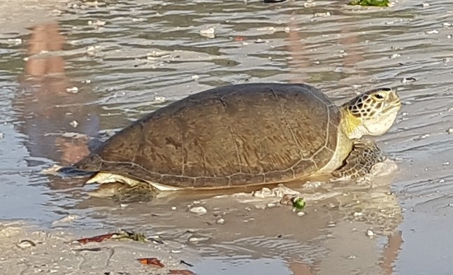 4. .Op Weg Naar Zee