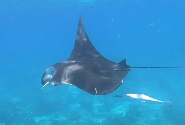 Mester Di Ciudadano Cientifico Pa Identifica Manta Local Y Devil Ray 1