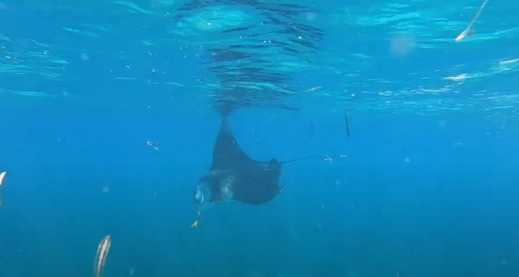 Mester Di Ciudadano Cientifico Pa Identifica Manta Local Y Devil Ray 2