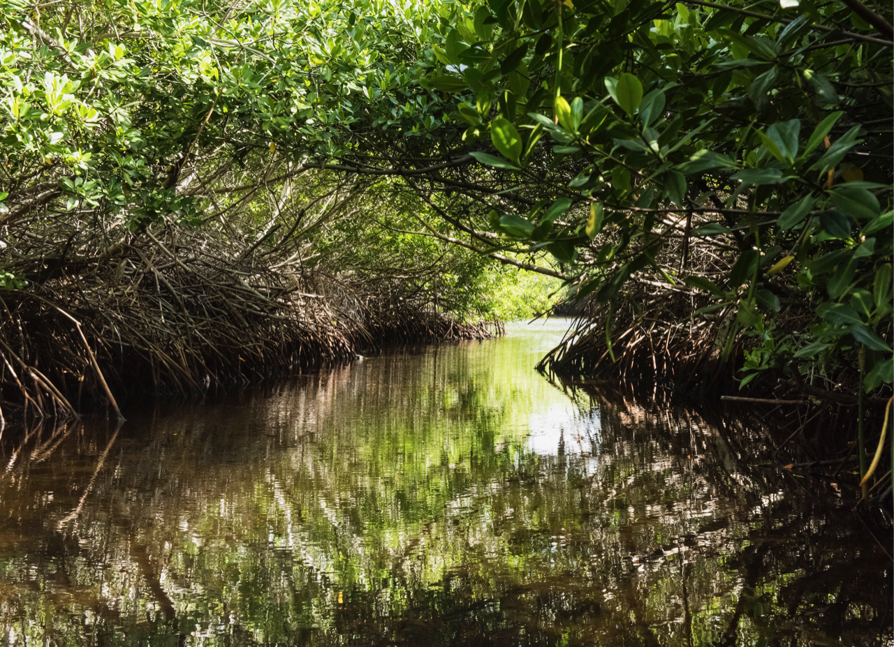 Photo Mangroves Lac Bay Bonaire By Hans Smulders