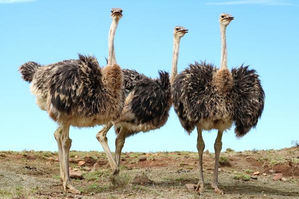 Caracteristicas De Las Aves No Voladoras 24035 1 600