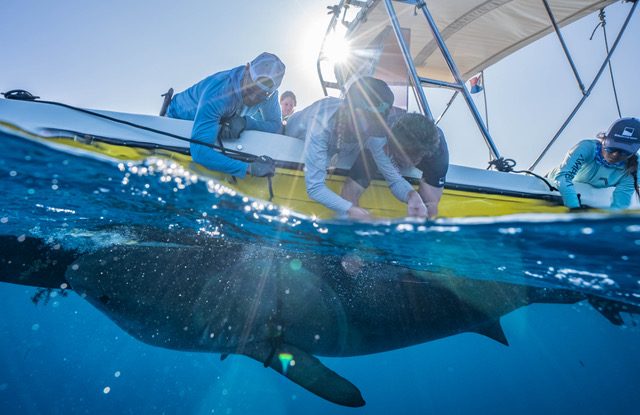 Sharkshakedownsxm Sami Kattanbeneath The Waves