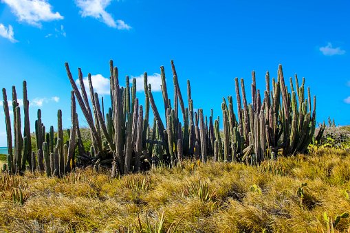 Medio Ambiente Aruba