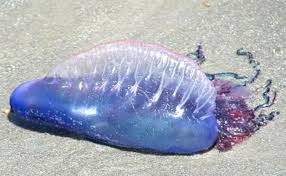 Cuerpo Policial Ta Desconseha Personanan Di Bay Landa Jellyfish