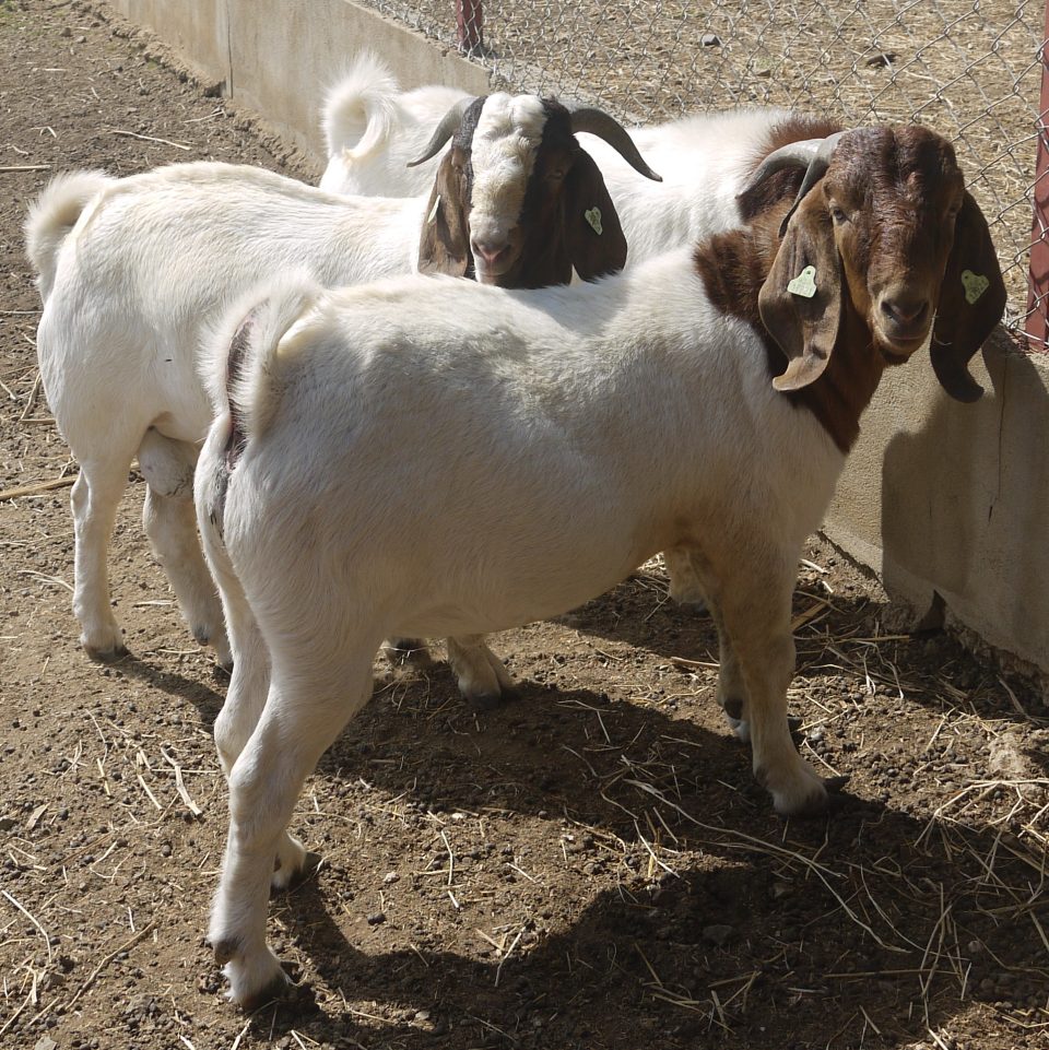 Boergoat Bokken September 2