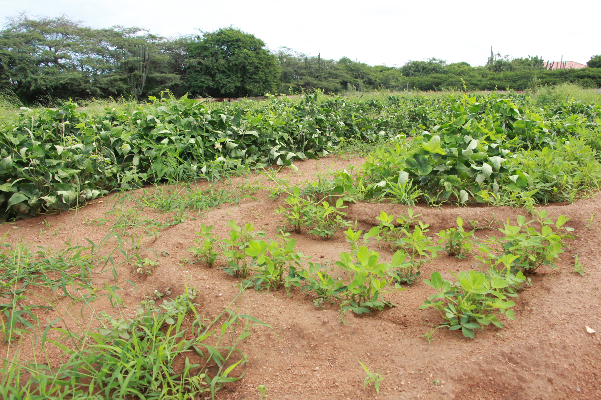 Plantacion 1