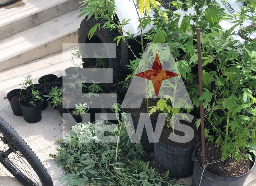 Confiscated Hemp Plants On Saba