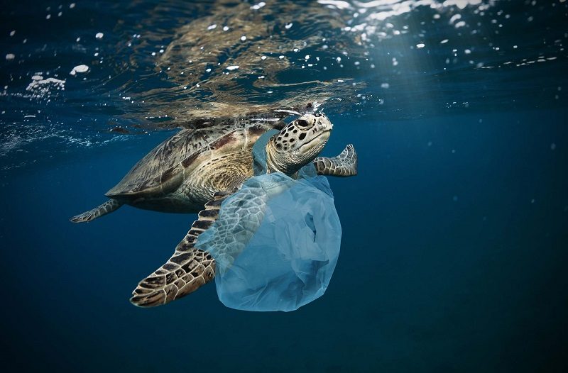 Turtle Plastic Bag2.