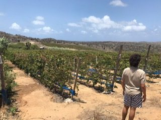 Departamento Di Agricultura Cria Y Pesca Conoci Como Santa Rosa3