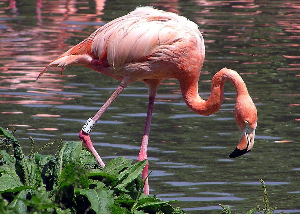 Flamingo