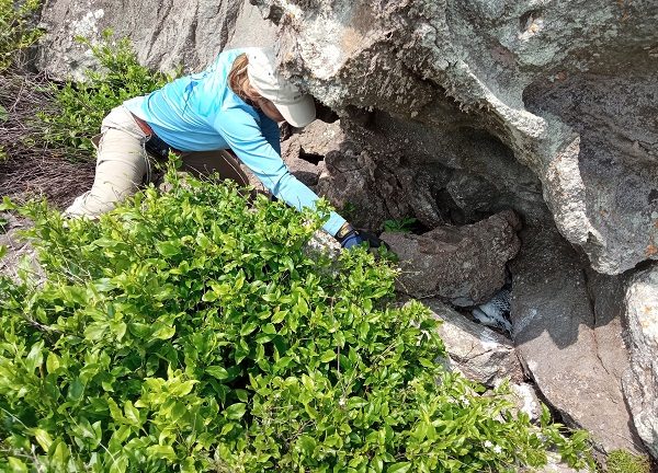 Lara Mielke At Tropicbird Nest Martijn Terpstra Photo4