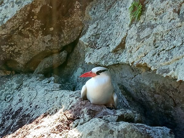 Tropicbird On Its Nest Lara Mielke Photo2