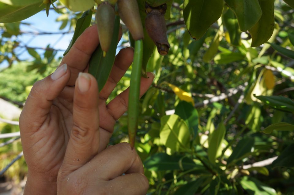 Red Mangrove