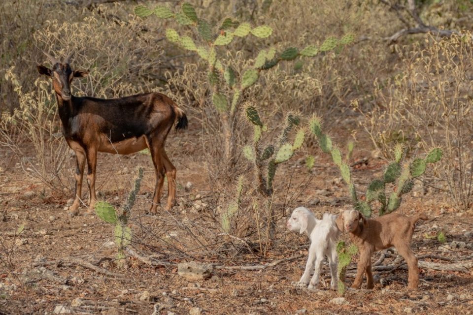 Pics Biodiversidat Boneriano Ta Bou Di Preshon