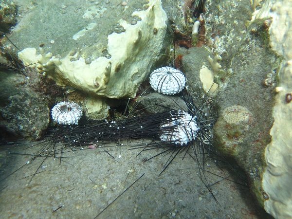 3. Dead And Dying Long Spined Sea Urchins...3