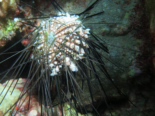 4. Dying Long Spined Sea Urchins...4