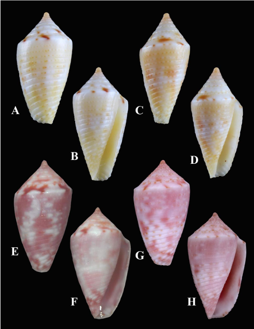 Cone Snails