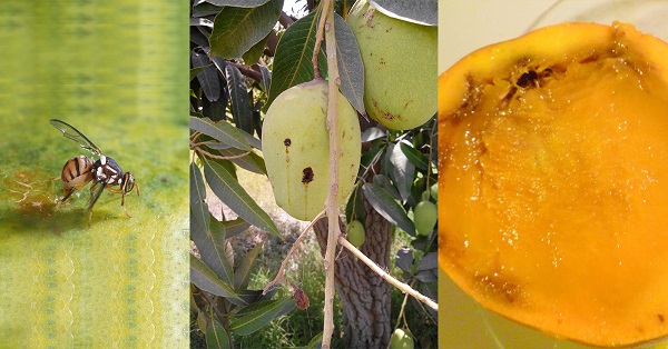 Mango Fruit