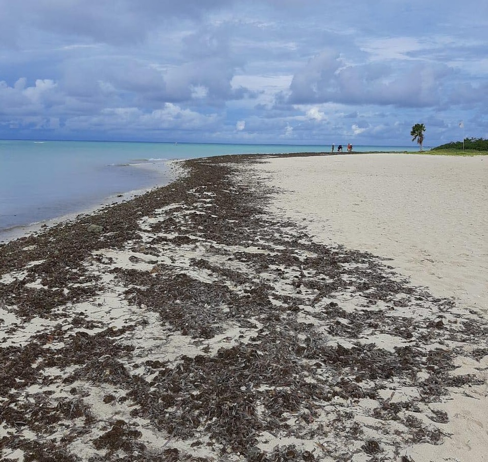 Beach Cleaning Tumando Lugar 3Front