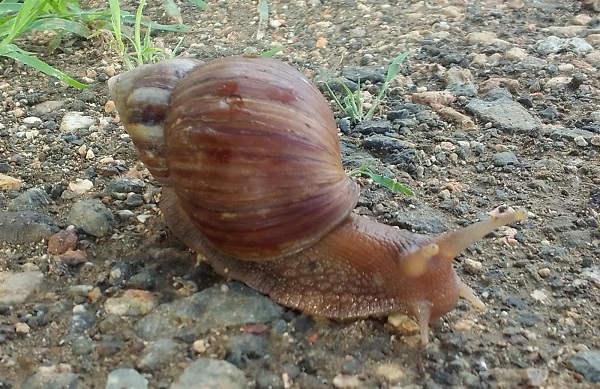 Departamento Di Salubridat Publiko Ta Hasi Yamada Pa No Mishi Ku Giant African Land Snail