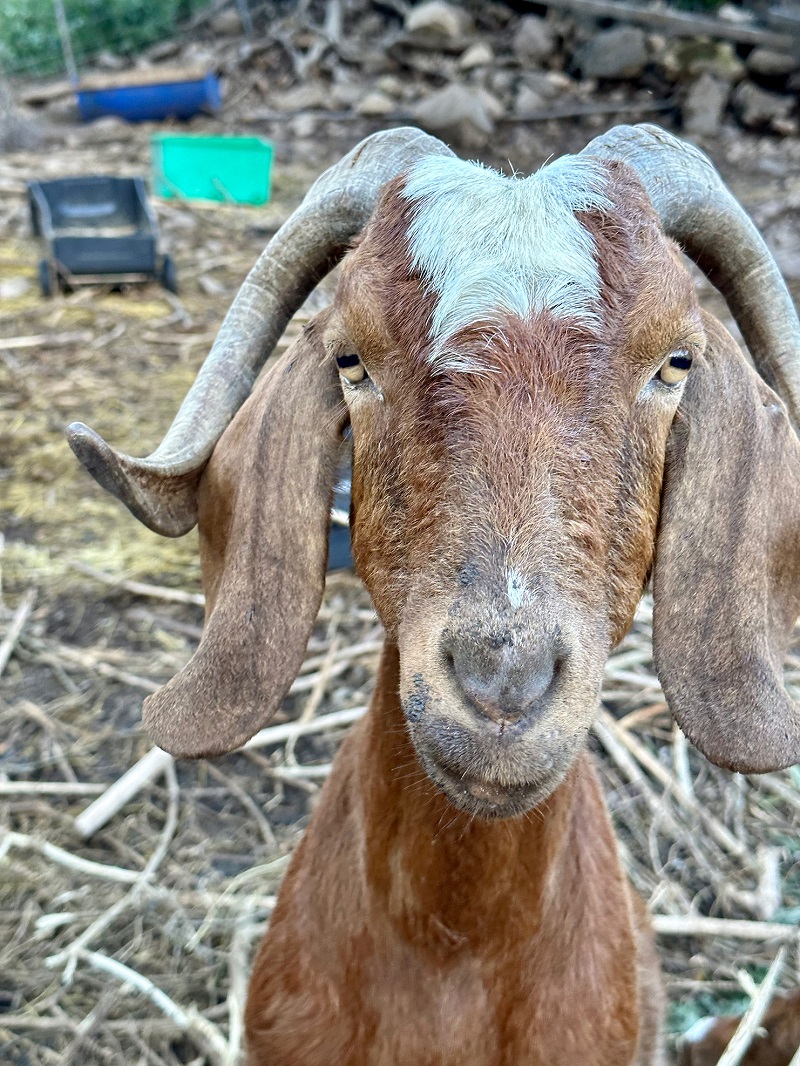 Goat At Saba Farm...