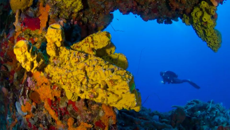 Diver And Sponge Overhang Saba