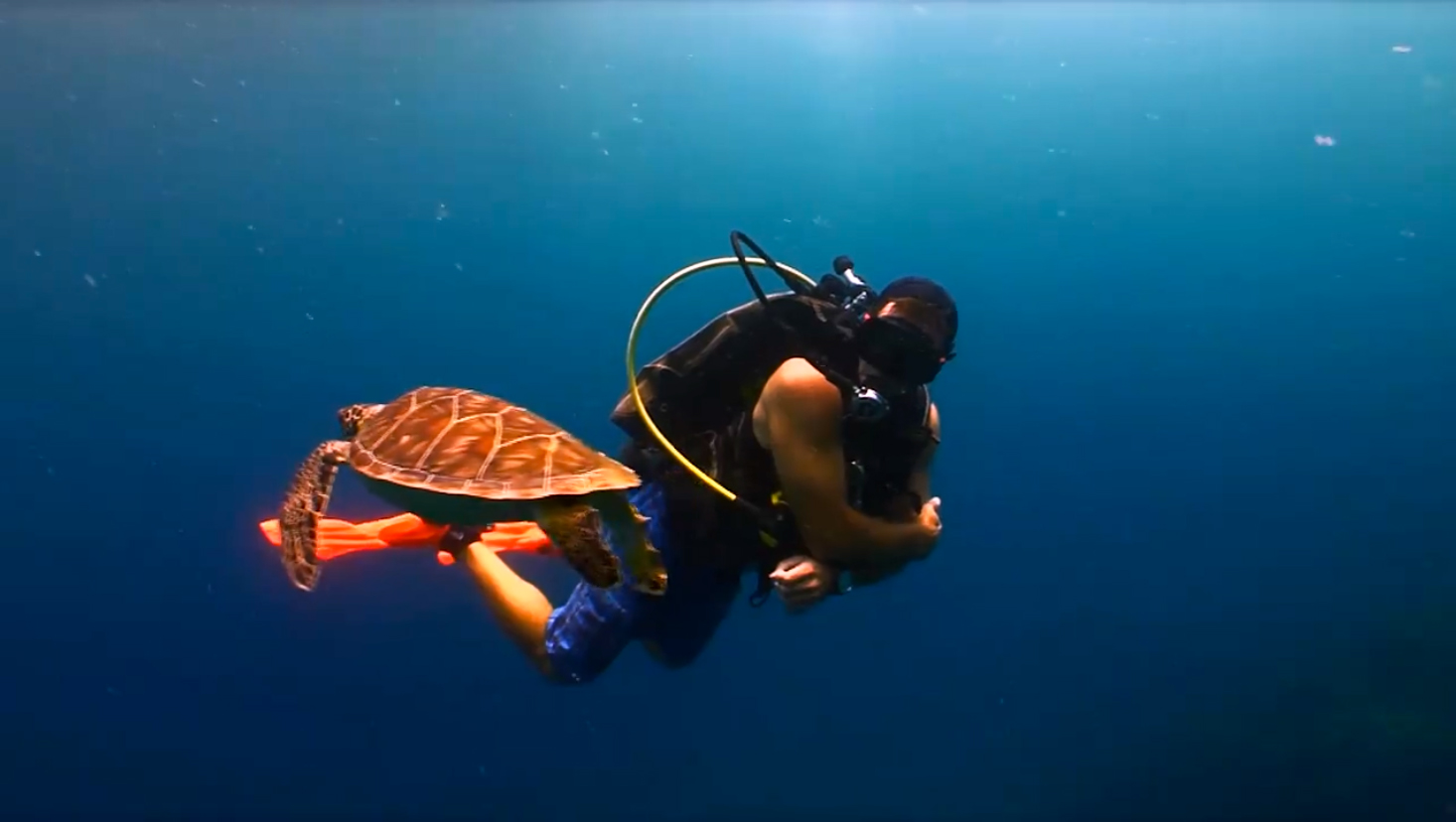 Diver And Turtle Saba