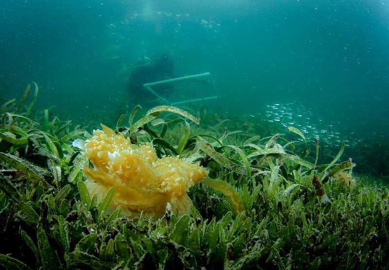 Invasief Zeegras Verdringt Inheemse Kwal In De Cariben 1