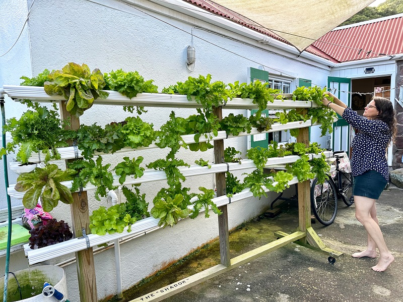 Marie Petit Lettuce In Hydroponic Installation...