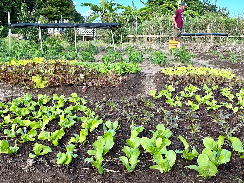 Pilot Launched To Support Traditional And Backyard Farming