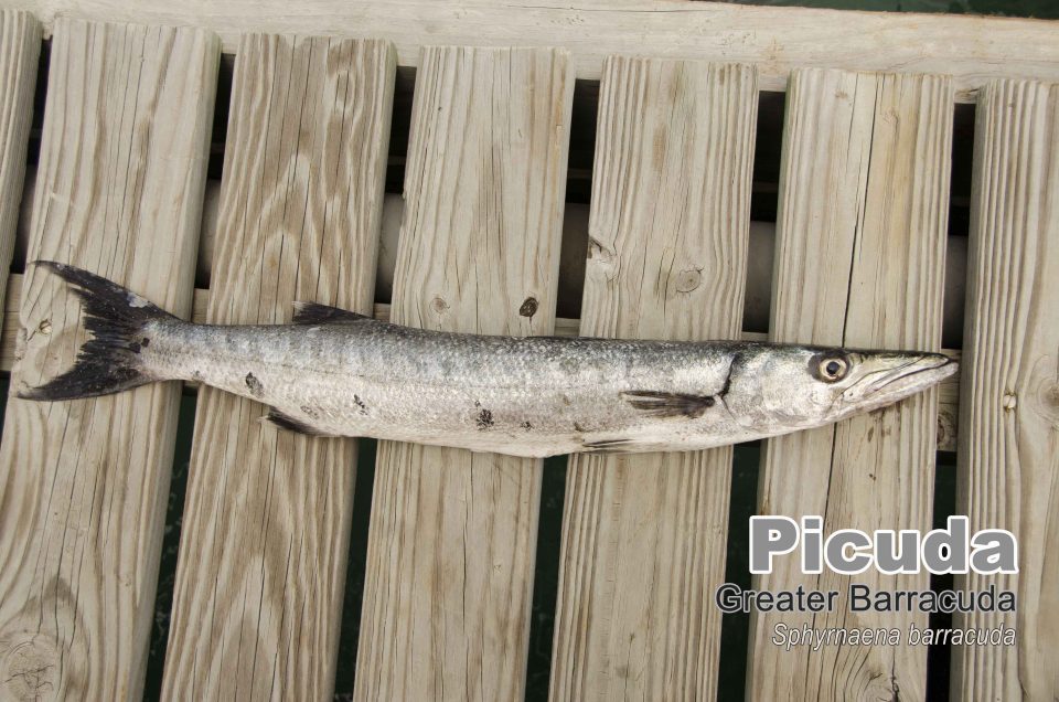 Dsc 0294 Picuda Barracuda