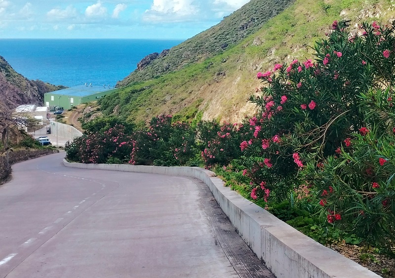 Oleanders Along Fort Bay Road..