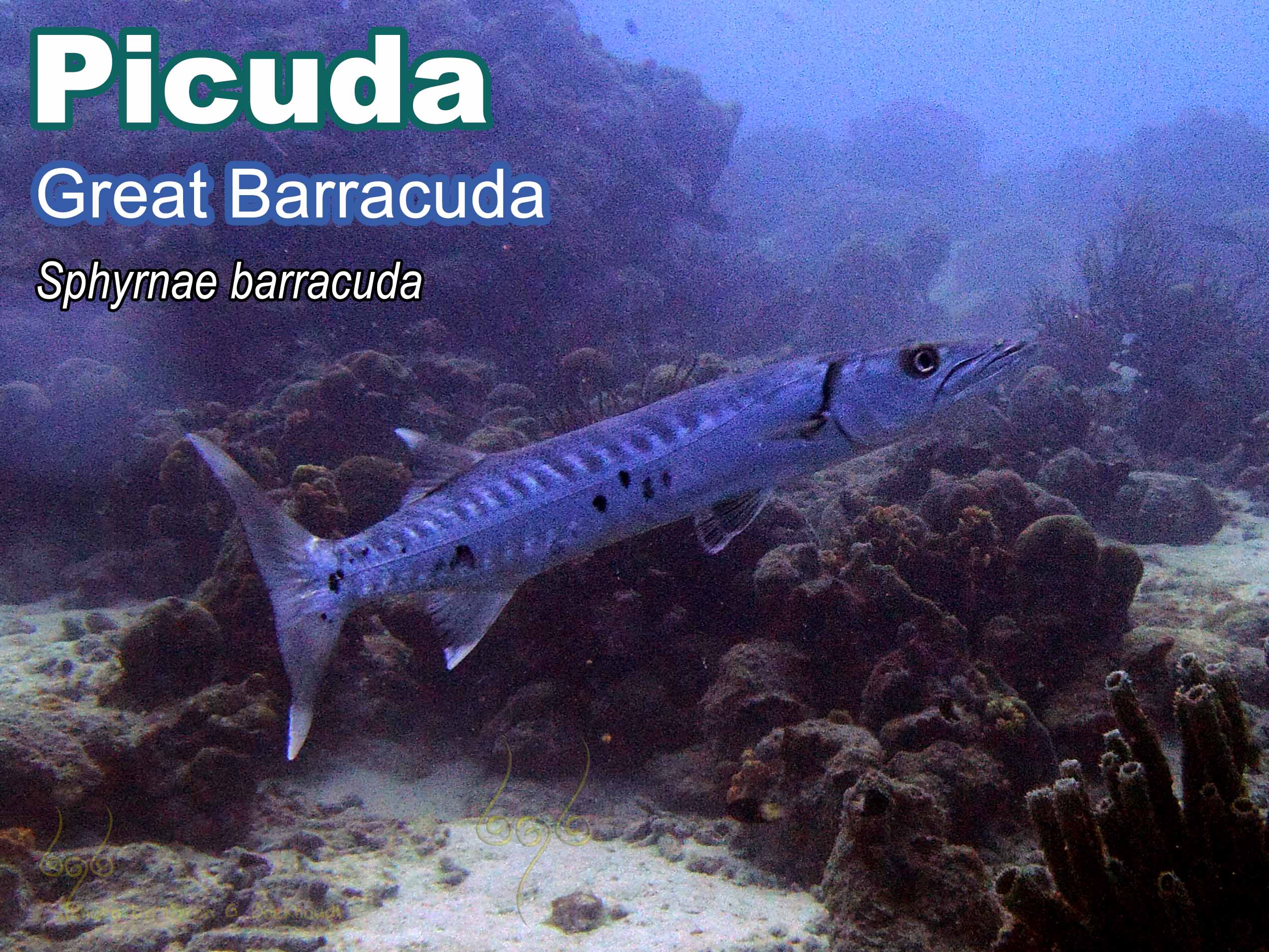 P7010084 Picuda Barracuda