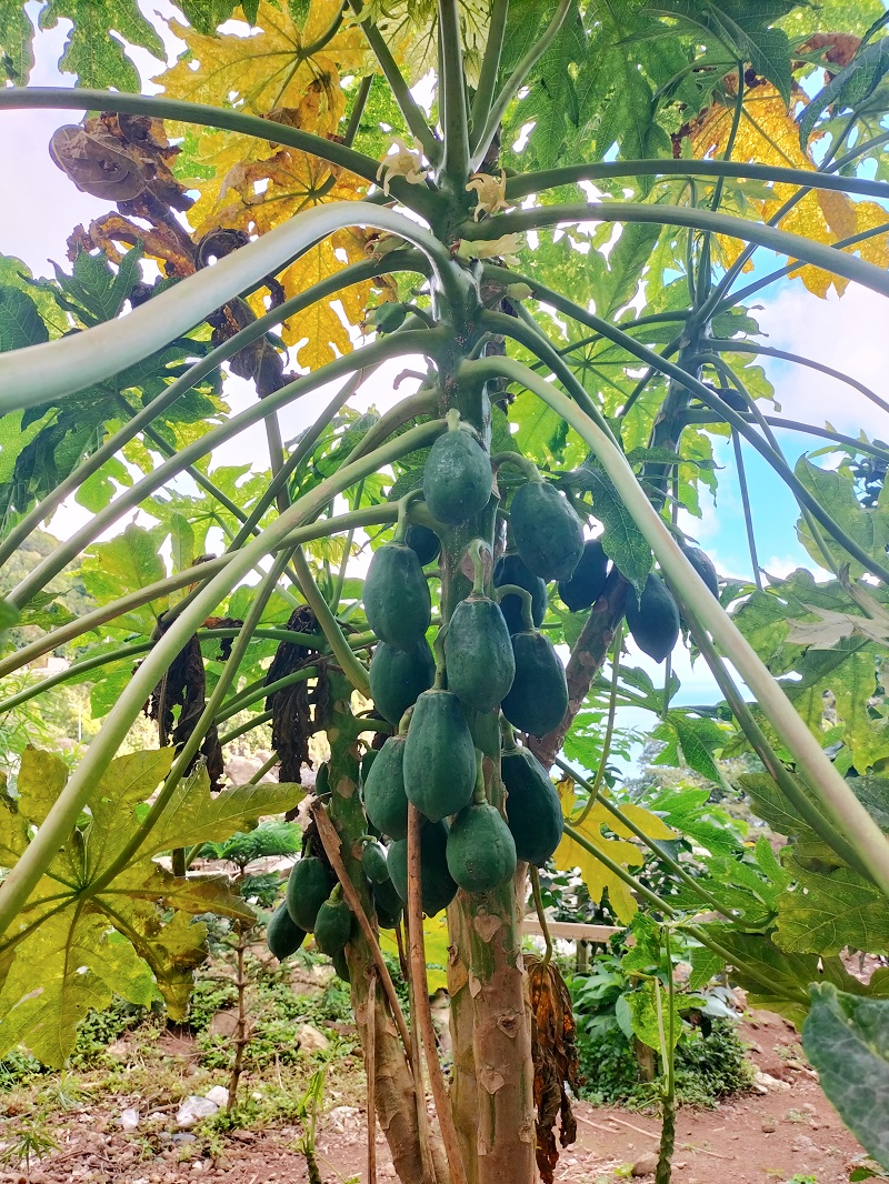 Papaya Trees At Hells Gate Gut...