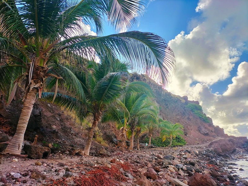 Saba To Plant 5000 Trees Under Reforestation Project