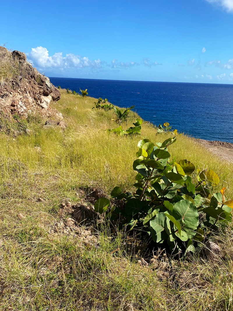 Sea Grapes And Coconut Trees Next To Dirt Road To New Harbour..3