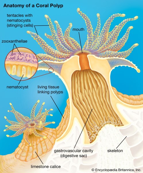 Anatomy Of A Coral Polyp