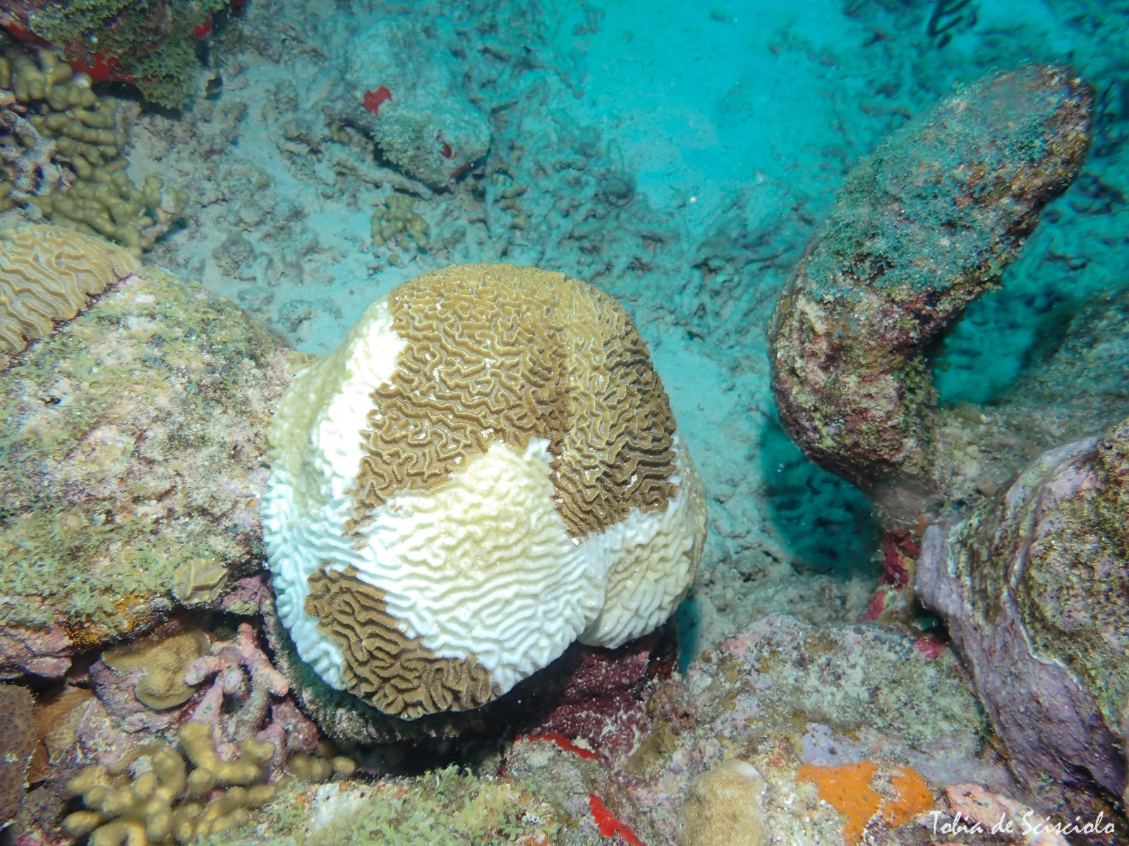 Coral Disease Aruba 2