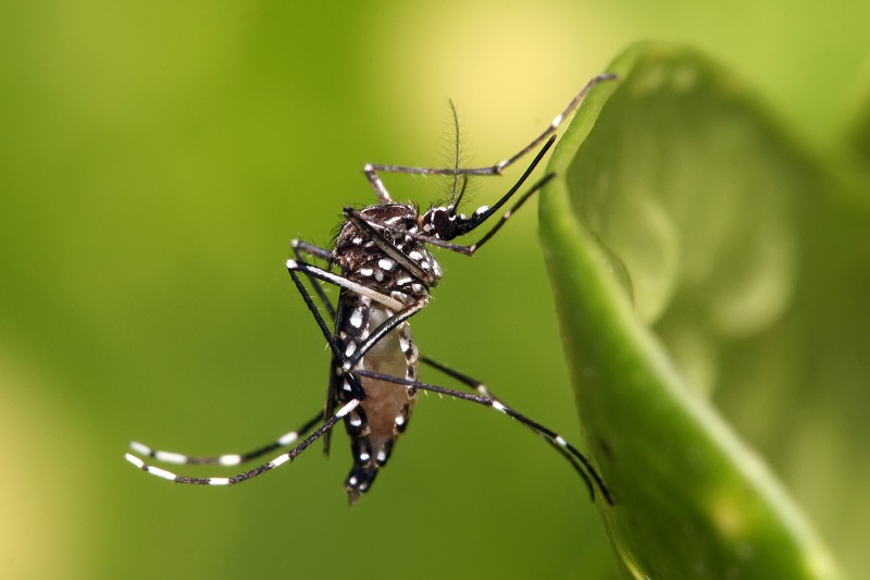 Tuma Accion Pa Preveni Proteha Y Stop Dengue