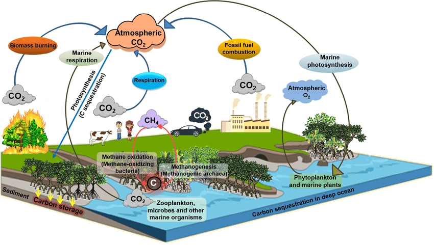 Coastal Blue Carbon Cycle And The Role Of Mangrove In Removal Of Atmospheric Co2