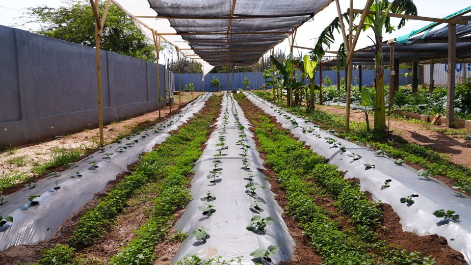 Pap Str Agriculture Farm Na Alto Vista Ta Produci Fruta Y Berdura Pa Consumo Y Mercado Local 1