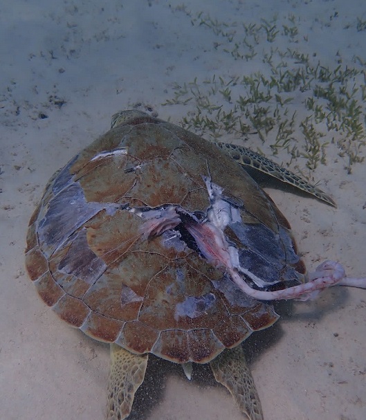 Turtuga Alcansa Door Di Propeller Mata