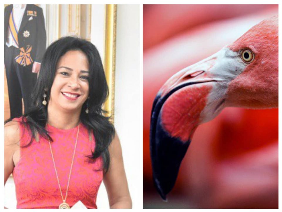 Marisol Tromp Den Caso Flamingo A Keda Cuestiona Den Diferente Aspecto