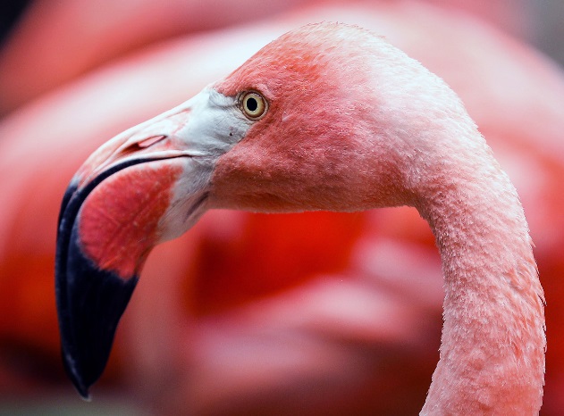 Caso Di Flamingo