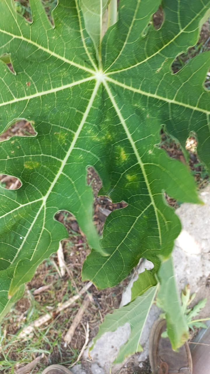 Hasi Control Di Pispis Pa E No Causa Dano Na Bo Mata Di Papaya.2