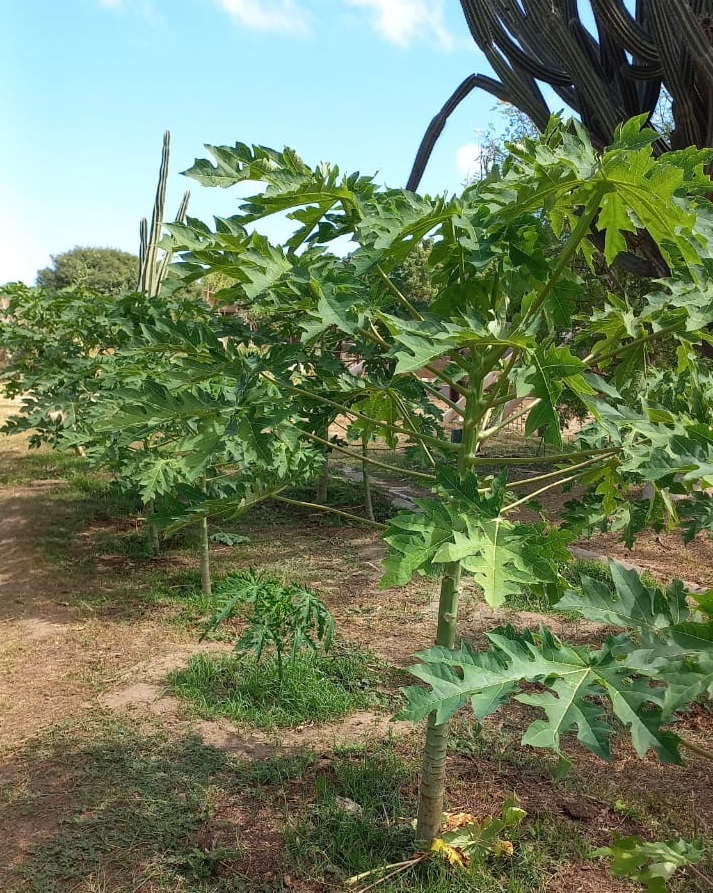 Hasi Control Di Pispis Pa E No Causa Dano Na Bo Mata Di Papaya.44