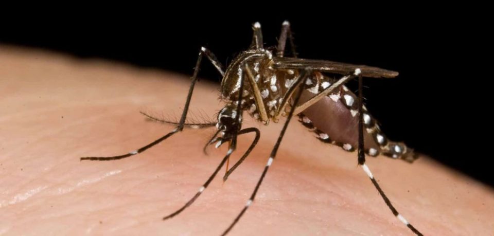 12 Kaso Nobo Di Dengue Na Boneiru Importante Pa Evita Mas Kontagio