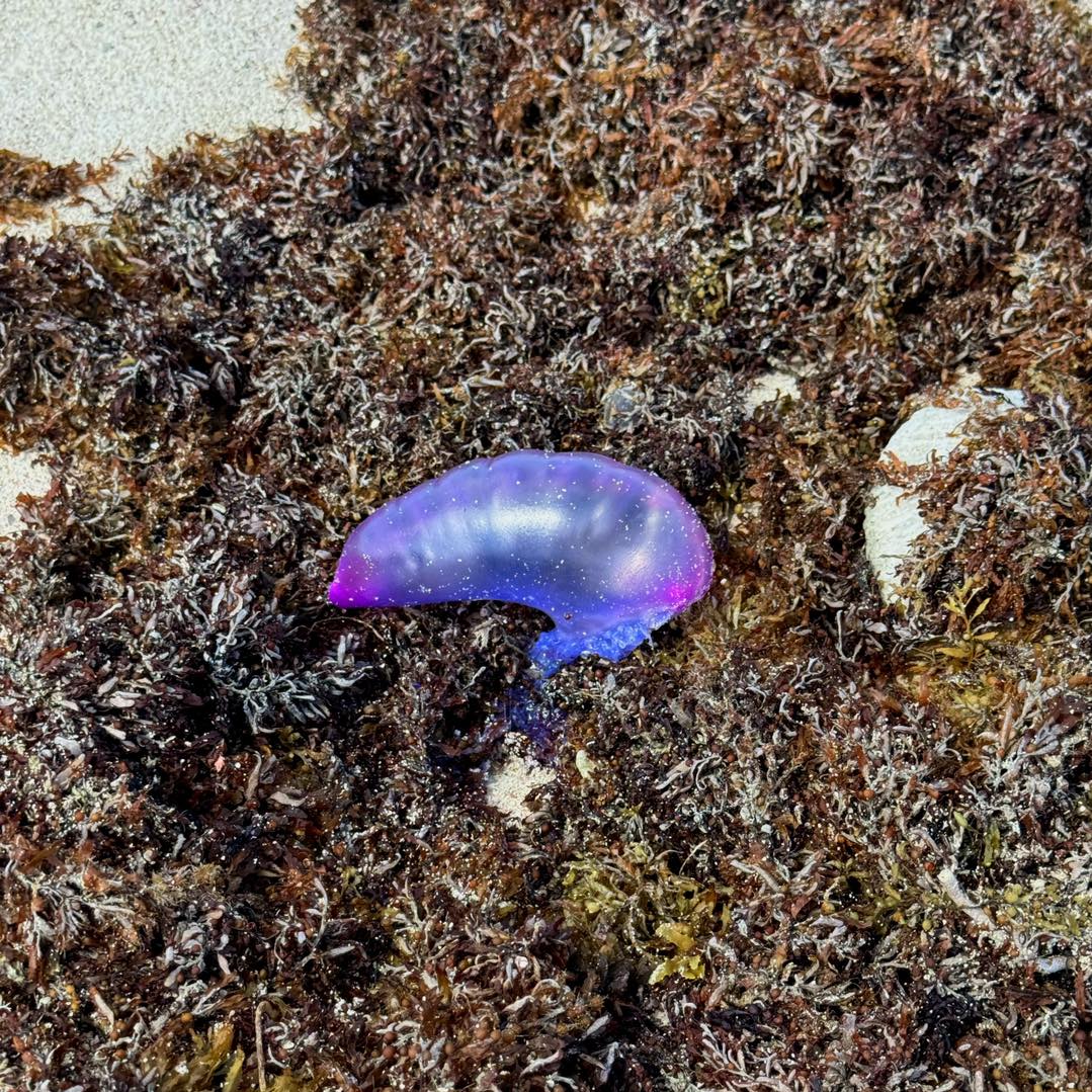 Beachnan Tey Pa Nos Gosa Di Dje Pero Nos Mester Biba Hunto Cu Nos Naturalesa